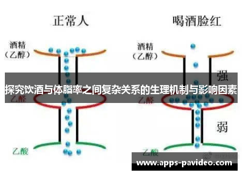 探究饮酒与体脂率之间复杂关系的生理机制与影响因素 探究饮酒与体脂率之间复杂关系的生理机制与影响因素